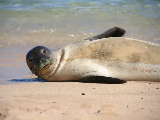 Warning beachgoers during Labor Day weekend: Potential fecal pollution at shores along the U.S....