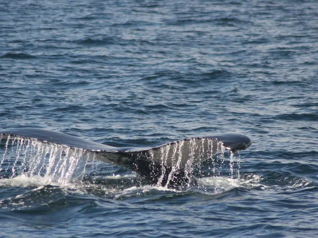 Shiba Inu's Strategy Unveiled Following Rejection at $0.000014 Price Level