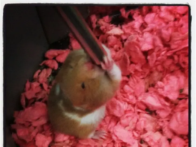 Interpreting the hidden symbolism of your nighttime visions.