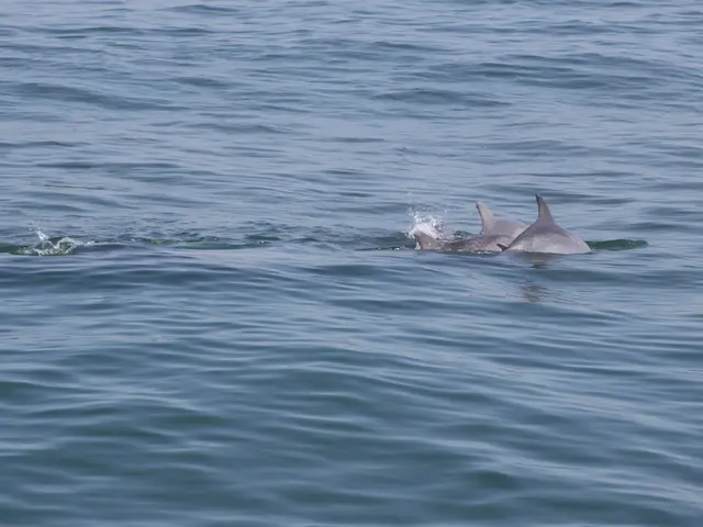 Rarest fish ever reeled in Papua New Guinea.