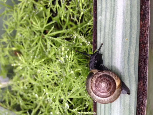 Uncovering a National Effort to Reunite Ned, New Zealand's Unique Left-Shelled Snail with its...