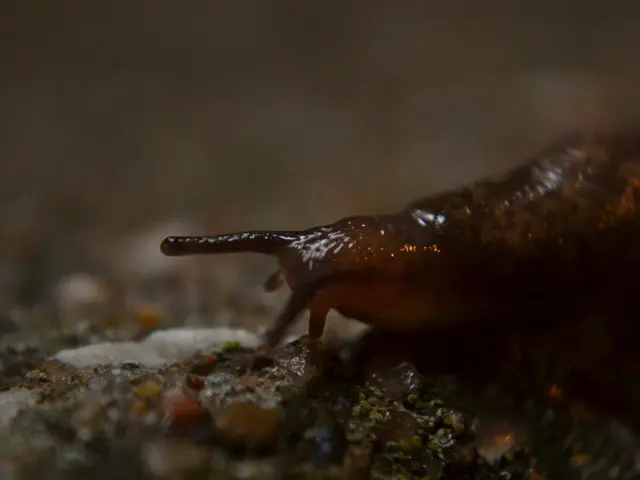 Nationwide Quest to Rescue Ned, New Zealand's Left-Handed Amorous Land Snail