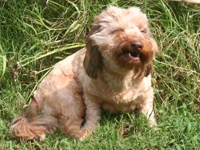 Dogs' Journey Across the Saxony Desert: Mass Mammalian Migration on August 25, 26 A.D.