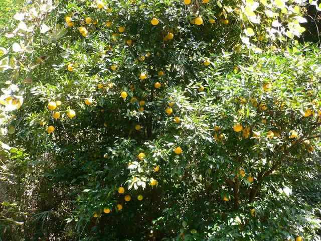 Optimal Time for Harvesting Oranges in Florida: Crucial Tips for Avid Gardeners