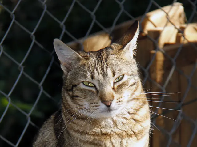 Refuge serves a significant function, according to Josef Oster