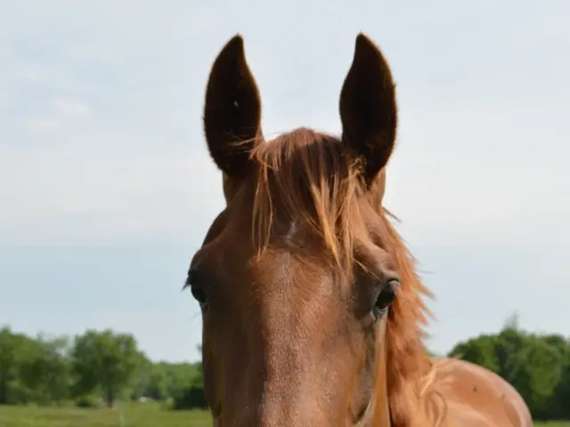 Taming companions: The genetic breakthroughs that transformed horses into our most cooperative...