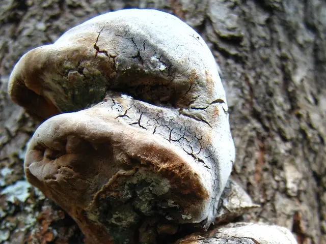 Reviving Fungi Dated Eight Decades Yields New Knowledge for Eco-Friendly Farming Practices