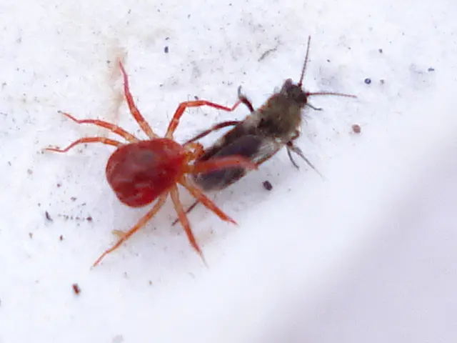 Cloud Agent of Acronis Cyber Protect Service is found to have security flaws