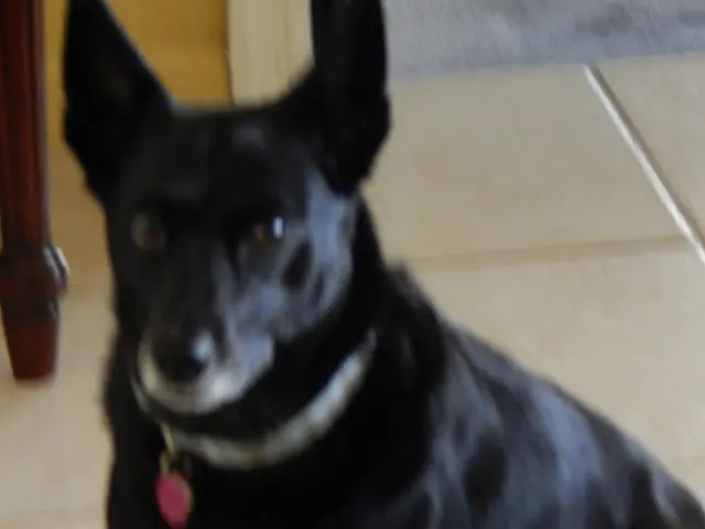 Federal agency denies approval for Telix's application of a nuclear medicine diagnostic tool for...