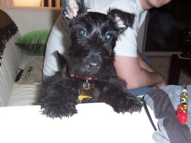 Esaote North America and Epica International formalize a strategic alliance