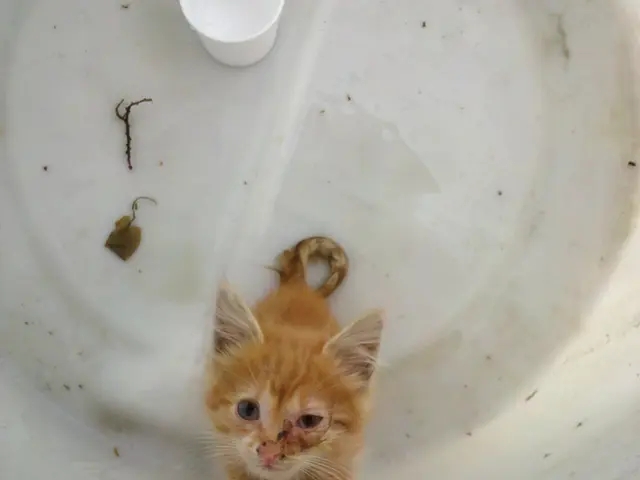 Pipeline operated by Maxhütte shuts down, impacting employment of around 300 workers