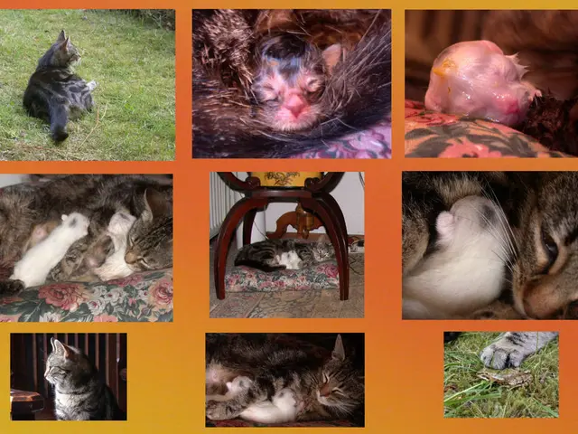 Guide on Funding Vet Education