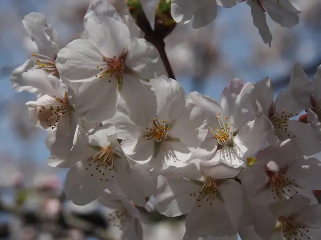 Blossoming Briefly: The Cherry Blossom's Symbolic Existence