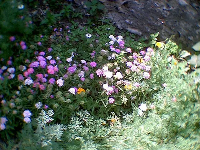 Unveiling Innovative Floral Masterpieces at the World Cup: Floral Designers Showcase Stunning,...