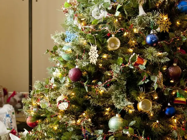 Holiday Greenery: Top 5 Indoor Plants Ideal for Presenting to Adored Friends and Loved Ones This...