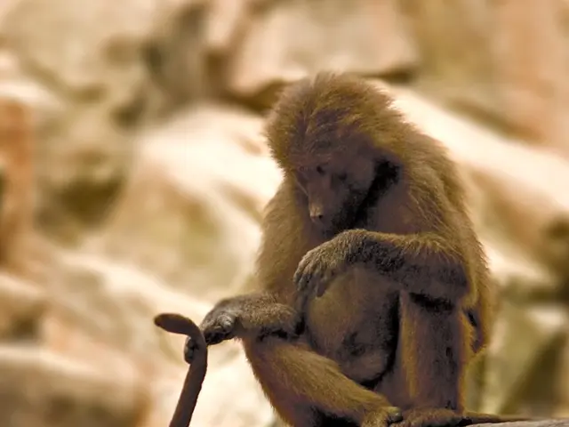 IGO Suffers A massive A$955 million Deficit in 2025 Finances