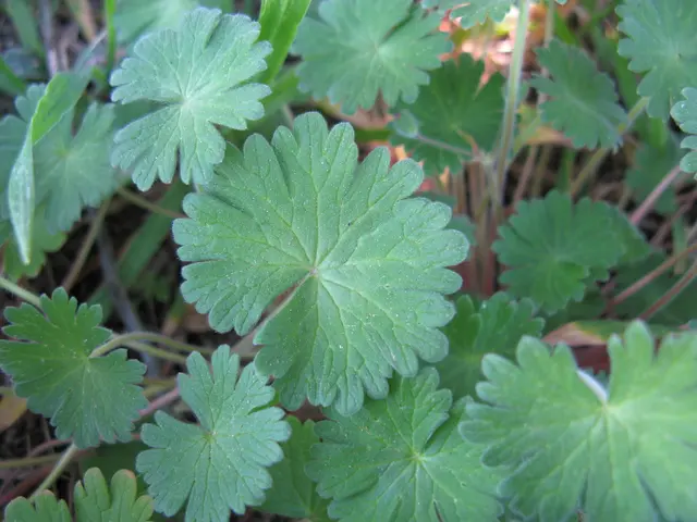 Delving into the Realm of Green Nutritional Aids: Are They Really Living Up to Expectations?