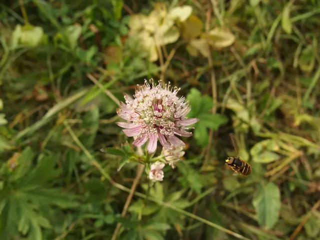 Organic Flora for Pest Managing Through Permaculture