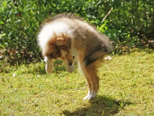 Canine escapes, resulting in the death of multiple chickens and a single sheep.