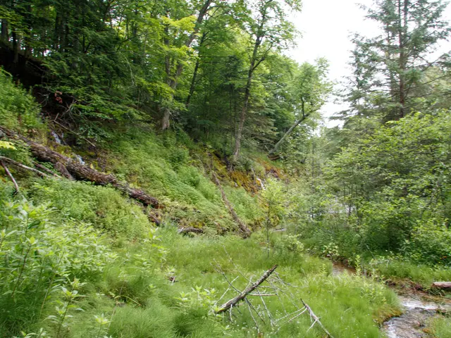 Approximately one third of Thuringia's total land area is occupied by forests.