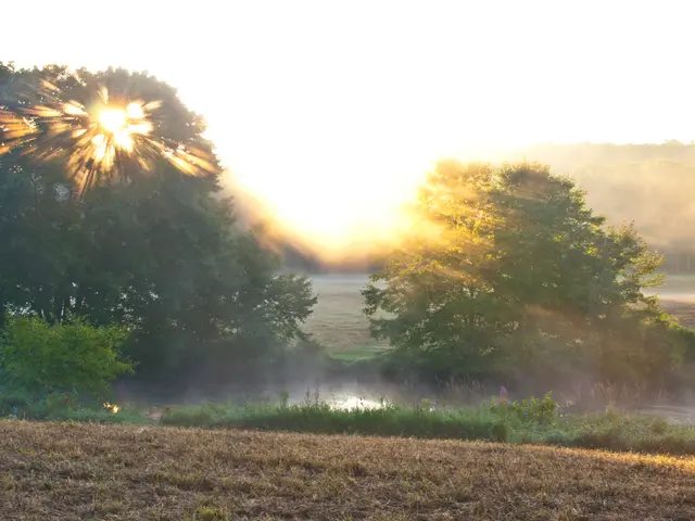 "Disappointing duties enforced: Farmer compelled to torch crops destroyed by excessive summer...