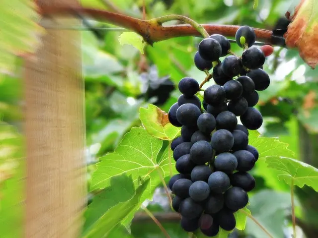 Kakheti initiates 2025 grape harvest under fresh state purchasing strategy