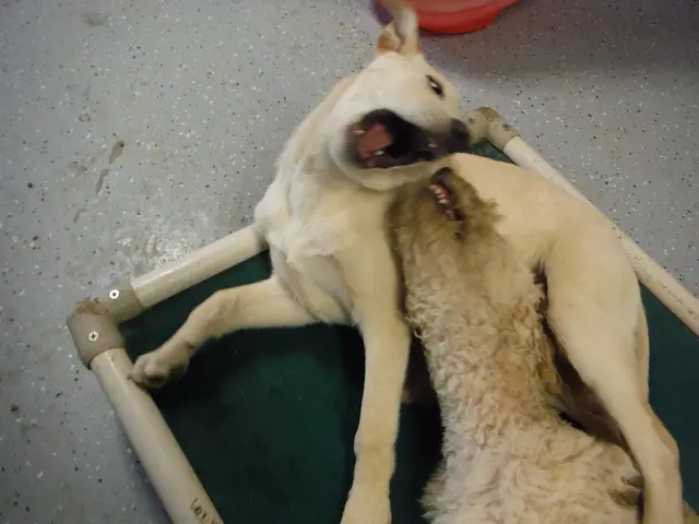 Advisement by Gump in VCA Inc.'s acquisition of majority control in Companion Animal Practices,...