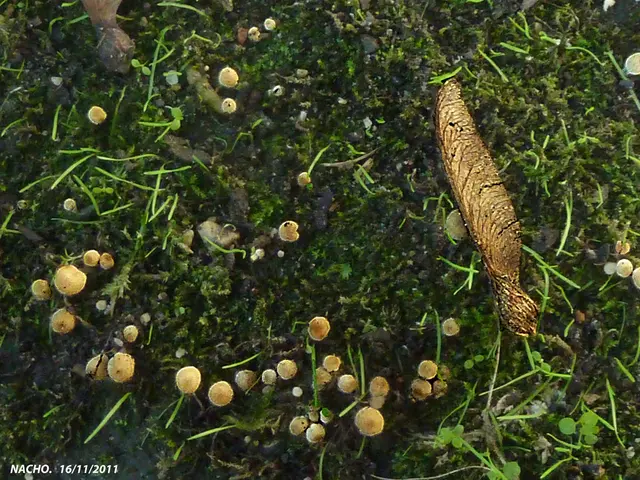 Europe's Lone Strategic Endeavor for Eco-Friendly Magnesium Metal Manufacture