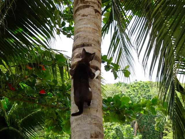 Found a feline companion in the wooded area, surrounded by foliage?