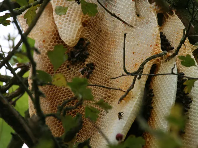 Social event for Bee Duisburg is still accompanied by Consors Finanz Duisburg's active...