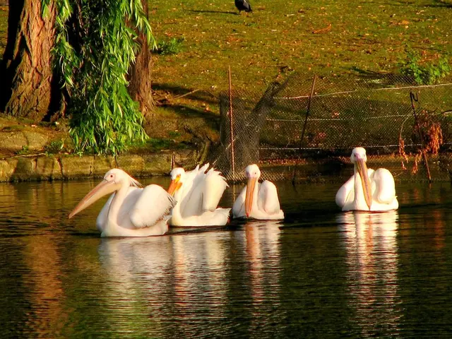 Beavers Captured and Slaughtered in a New Brunswick Settlement for the Preservation of a Golf...