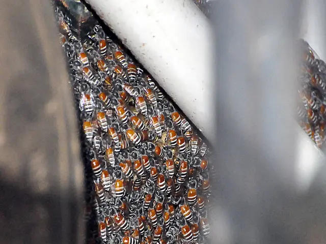 Botanical Garden of Solingen Enhanced by Sweetness from Local Beekeepers' Hives