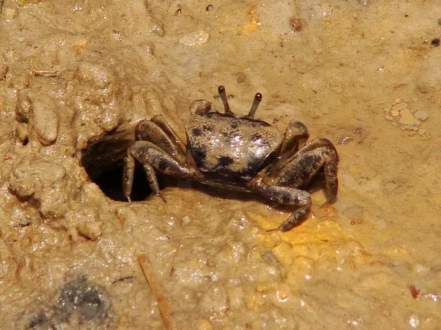 Overtake the colossal hive Lords in the latest update of Helldivers 2