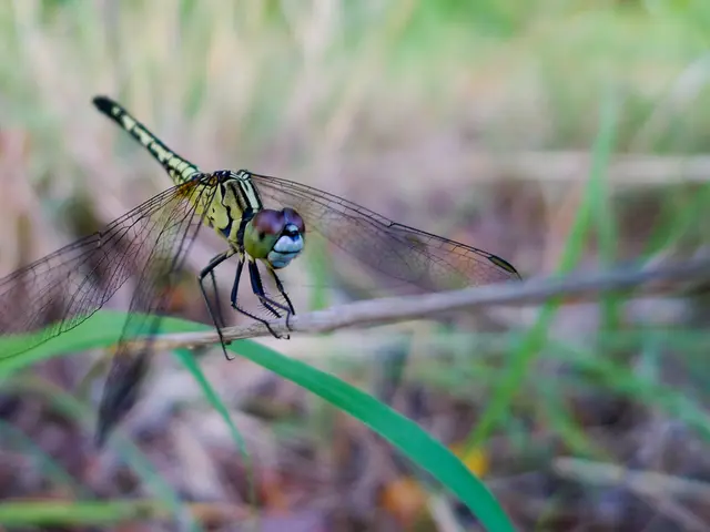 ValleyRAT Malware Targets Windows Users in China with Sophisticated Attacks