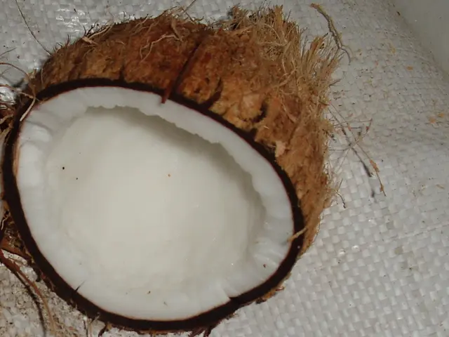 Exploring the Multiple Applications of Coconut Oil