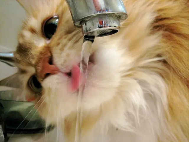 Cat's Repeated Pawing at Water Bowl: Vet Explains 6 Possible Causes (and Provides Solutions)