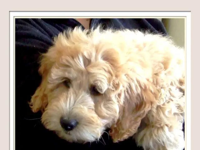 Considering adopting a canine companion? Learn about selecting the suitable dog breed for your...