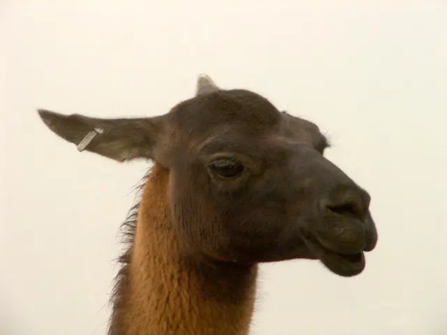 Learn seven easy methods to help your pet adapt to ear cleaning routines.