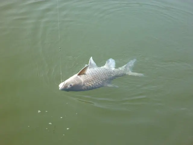Poacher captures a catfish using a trap within the White Mountains.