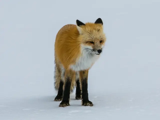 Rapper 50 Cent to Headline Fox Nation's True Crime Documentary Series