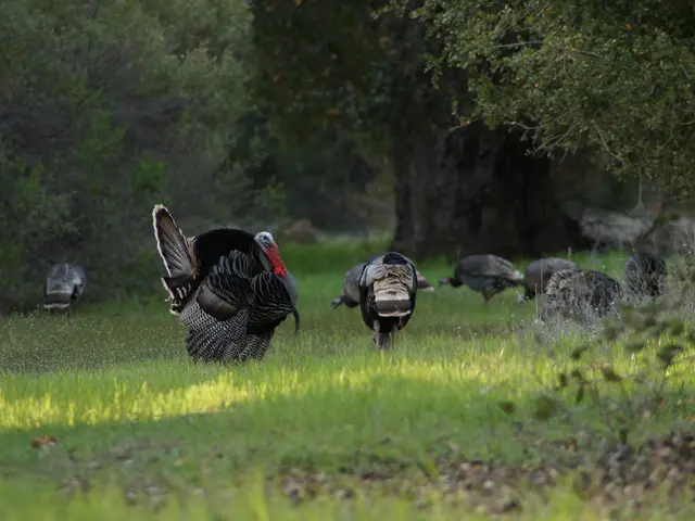 Turkey severes trade and port connections with Israel amid escalating tensions over the Gaza...