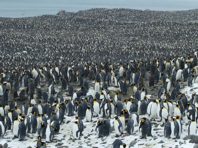 Antarctica, renowned for its alien-like terrain and thriving wildlife populations, has earned a...