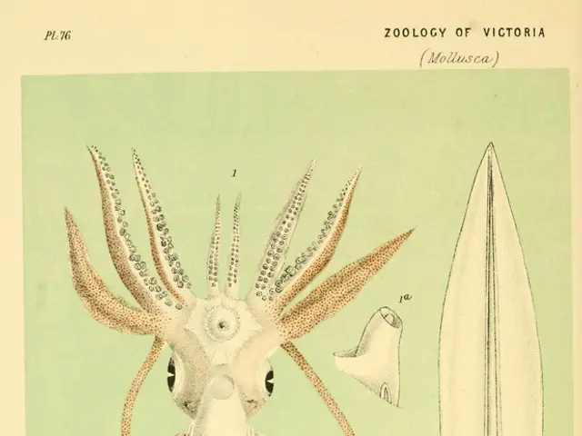 Squid males involved in selecting a residence for their female partners, groundbreaking research...