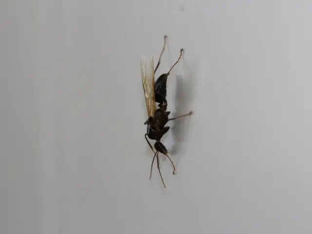 Hornets of Asian Origin Persist in Expansion