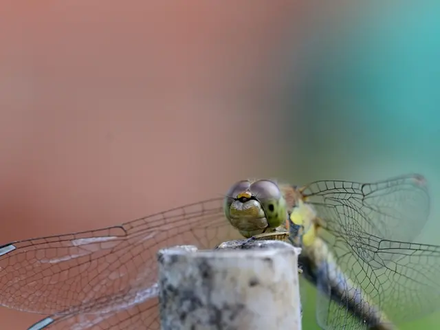 Dragonfly Climate Impact and Shades of Wings