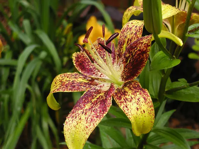 Kew Gardens Witnesses Simultaneous Blooming of Two Foul-Smelling Plant Species