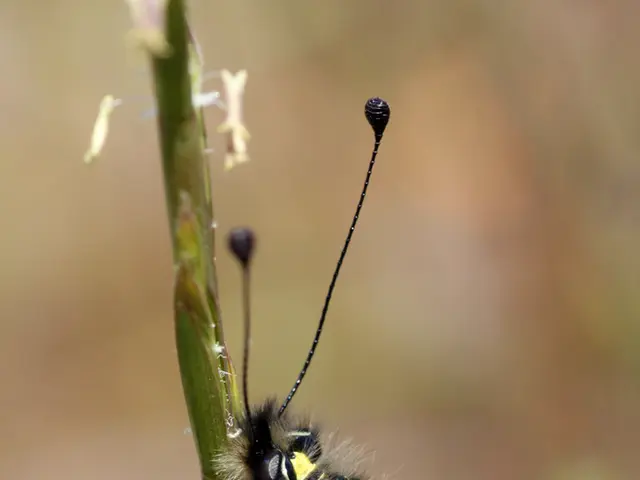 Uncovering the Charm Arsenal in Hollow Knight: A Guide to Obtaining All Charms