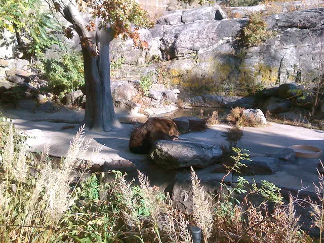 Creatures Commencing with M: Moose, Manatee, and Muscovy Duck - Comprehensive Animal Roster