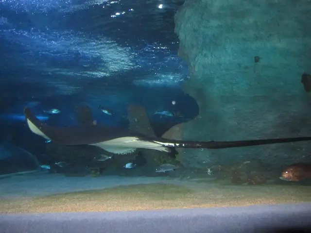 Fishing for Greater Amberjack in the Federal Waters of the Gulf will cease on September 2, 2025,...