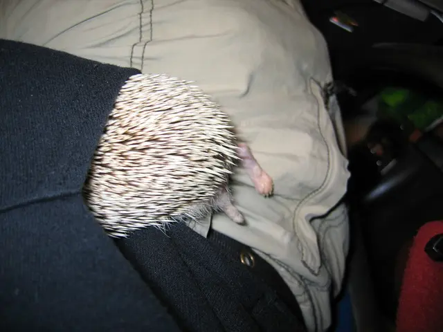 Prepare for the Cold Approach - Maintain Comfort with a Heated Jacket Hood